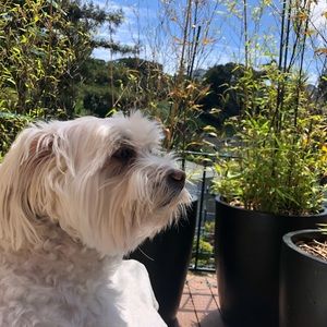 Meet your Posher, Charina